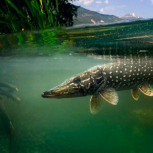 Matériel Carnasiers